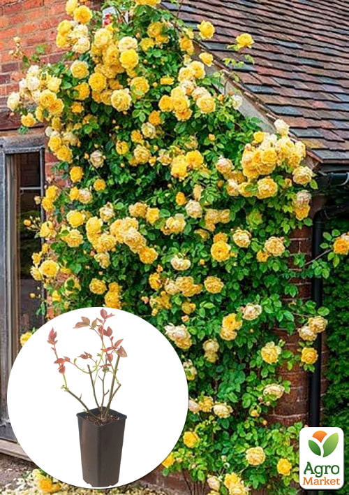 Роза плетистая Foxtrot в контейнере, высший сорт
Роза плетистая Foxtrot в контейнере, высший сорт