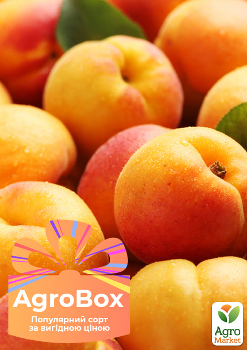 Эксклюзив! AGROBOX с саженцем абрикоса одного из самых морозостойких сортов
Эксклюзив! AGROBOX с саженцем абрикоса одного из самых морозостойких сортов