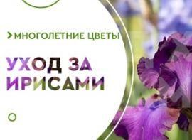 Як доглядати за бородатими ірисами навесні - корисні статті про садівництво від Agro-Market