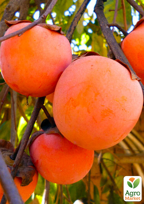 Эксклюзив! Хурма янтарная Гигант (Giant) (премиальный, крупноплодный сорт, на виргинском подвое)
Эксклюзив! Хурма янтарная Гигант (Giant) (премиальный, крупноплодный сорт, на виргинском подвое)