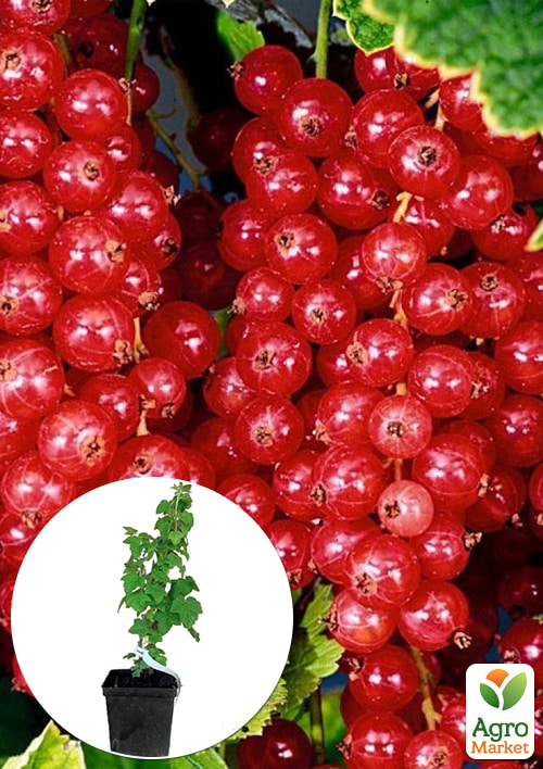 Порічка червона «Йонкер ван Тетс» укорінена у контейнері (ранній термін дозрівання)
Порічка червона «Йонкер ван Тетс» укорінена у контейнері (ранній термін дозрівання)