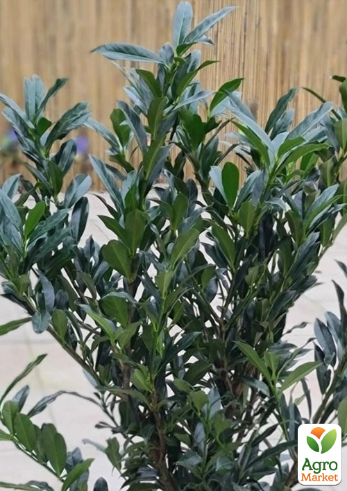 Лавровишня лікарська Отто Супрім (Prunus laurocerasus Otto Supreme) вазон Р9
Лавровишня лікарська Отто Супрім (Prunus laurocerasus Otto Supreme) вазон Р9