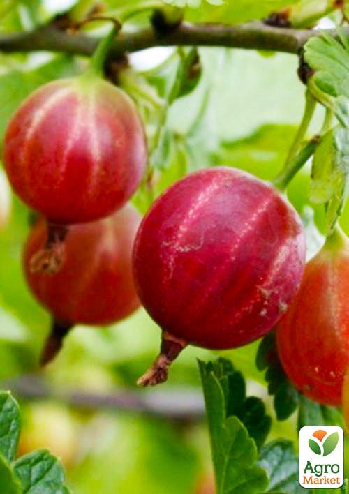 Агрус безколючковий Мюнхгаузен (середній термін дозрівання, морозостійкий сорт)
Агрус безколючковий Мюнхгаузен (середній термін дозрівання, морозостійкий сорт)