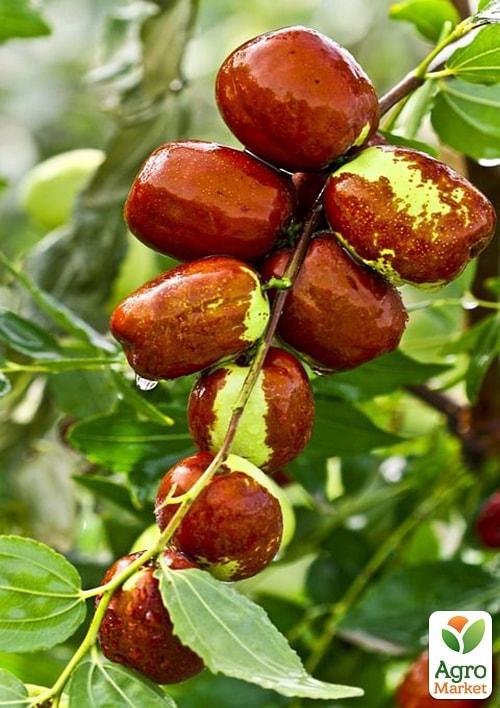 Зизифус Унаби (перехресне запилення, садити по 2 саджанця різного ґатунку)
Зизифус Унаби (перехресне запилення, садити по 2 саджанця різного ґатунку)