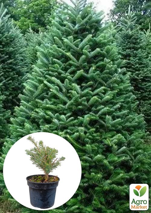 Ялиця Корейська 3-х річна (Abies Koreana) висота 20-40 см
Ялиця Корейська 3-х річна (Abies Koreana) висота 20-40 см