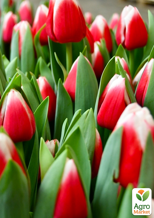 Тюльпан Dutch Design
Тюльпан Dutch Design