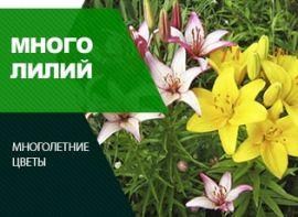 Коли можна пересаджувати лілії - корисні статті про садівництво від Agro-Market