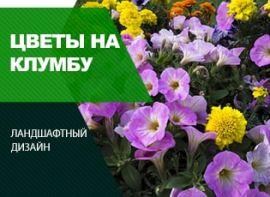 Клумбові квіти - корисні статті про садівництво від Agro-Market