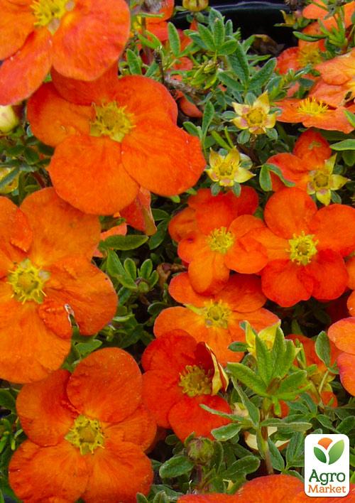 Лапчатка Кустарниковая Tangerine
Лапчатка Кустарниковая Tangerine