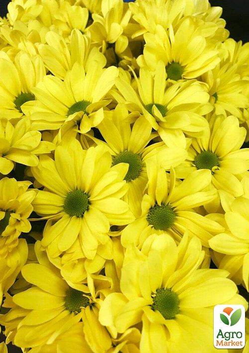 Хризантема мультифлора шарообразная Flora Jaune
Хризантема мультифлора шарообразная Flora Jaune