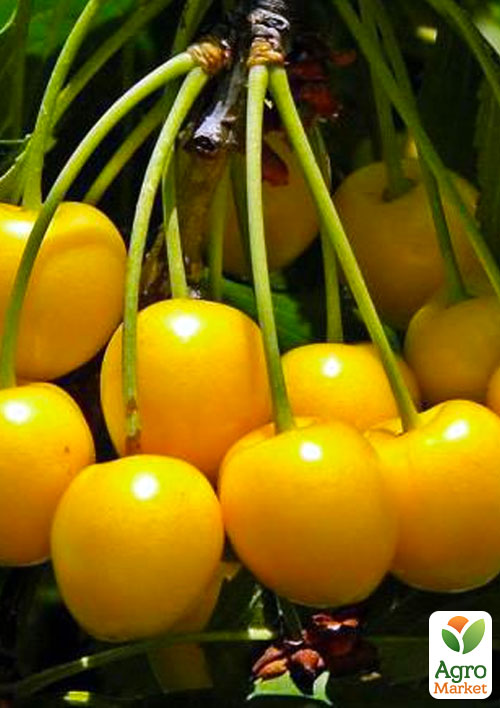 Ексклюзив! Черешня глянцевого жовтого кольору Медова насолода (Honey sweetness) (преміальний, стійкий до захворювань сорт)
Ексклюзив! Черешня глянцевого жовтого кольору Медова насолода (Honey sweetness) (преміальний, стійкий до захворювань сорт)