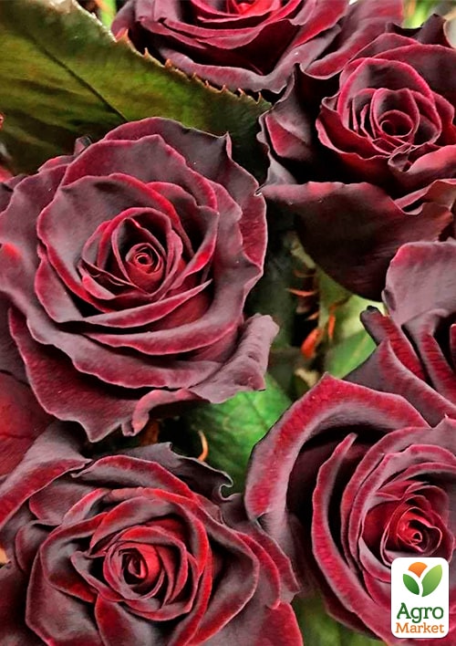 Троянда чайно-гібридна Фіджі негро (саджанець класу АА+) вищий сорт
Троянда чайно-гібридна Фіджі негро (саджанець класу АА+) вищий сорт