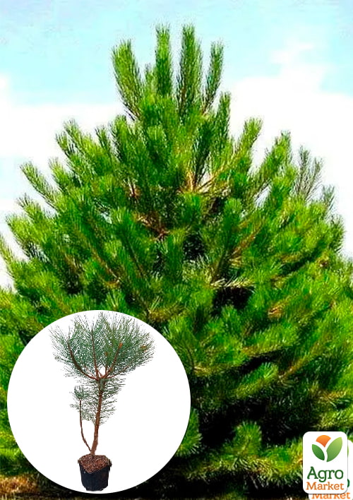 Сосна звичайна 3-річна (Pinus sylvestris) С3, висота 30-50см
Сосна звичайна 3-річна (Pinus sylvestris) С3, висота 30-50см