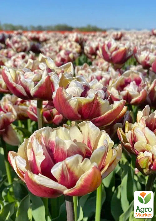 Тюльпан Wyndham
Тюльпан Wyndham