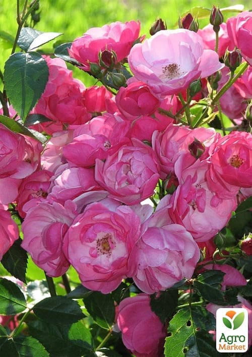 Троянда флорибунда (мускусна) Angela (саджанець класу АА+) вищий сорт
Троянда флорибунда (мускусна) Angela (саджанець класу АА+) вищий сорт