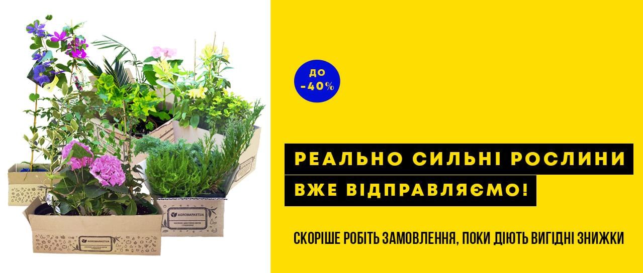 Реально сильні саджанці