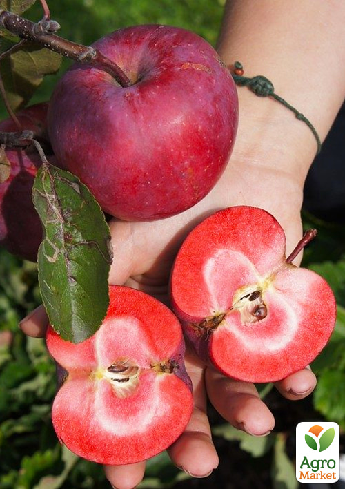 Яблуня червоном'яса Одіссо (літній сорт, середній термін дозрівання)
Яблуня червоном'яса Одіссо (літній сорт, середній термін дозрівання)