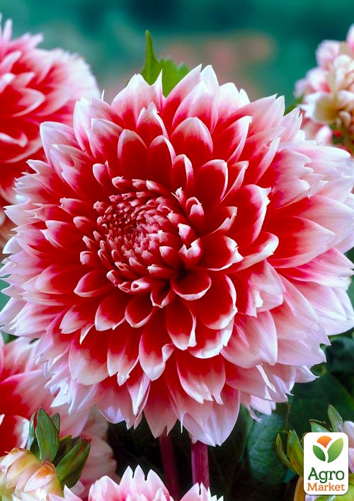 Георгина Red and White Fubuki
Георгина Red and White Fubuki