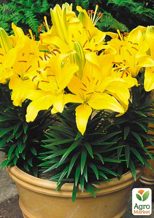 Лілія Кімнатна Rio De Janeiro
Лілія Кімнатна Rio De Janeiro