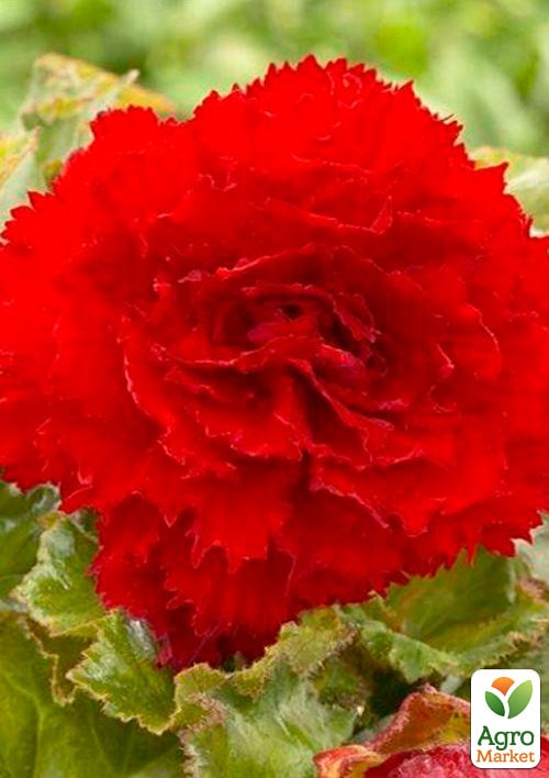 Бегония Фимбриата красная 1шт
Бегония Фимбриата красная 1шт