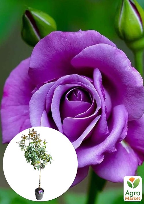 LMTD Роза на штамбе 5-и летняя "Royal Purple" (укорененный саженец в горшке, высота130-150см)
LMTD Роза на штамбе 5-и летняя "Royal Purple" (укорененный саженец в горшке, высота130-150см)