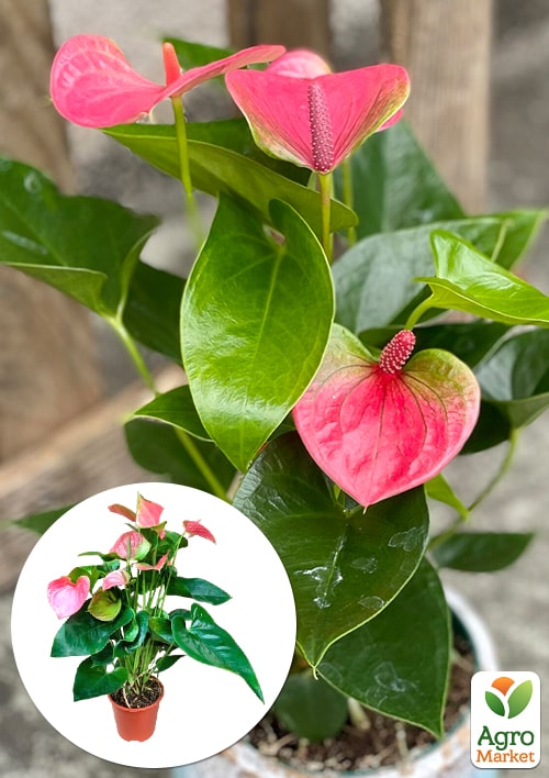 Антуріум (Anthurium) Sweet Dream
Антуріум (Anthurium) Sweet Dream