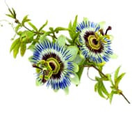 Пассифлора