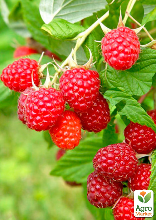 Малина Зева (ремонтантний високоврожайний сорт, швейцарської селекції) 1-річний саджанець
Малина Зева (ремонтантний високоврожайний сорт, швейцарської селекції) 1-річний саджанець