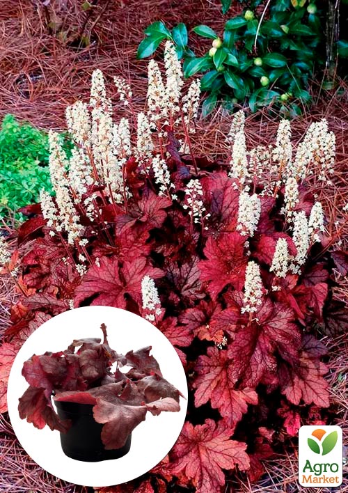 Гейхерелла (Heucherella) Peach Tea
Гейхерелла (Heucherella) Peach Tea