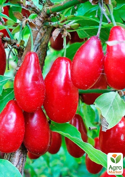 Кизил Экзотический (средний срок созревания, крупноплодный сорт)
Кизил Экзотический (средний срок созревания, крупноплодный сорт)