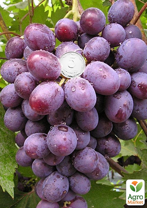 Виноград Кардинал (ранний срок созревания)
Виноград Кардинал (ранний срок созревания)