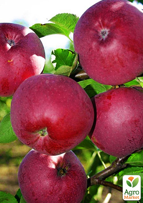 Яблоня Вильямс прайд (летний сорт, ранний срок созревания)
Яблоня Вильямс прайд (летний сорт, ранний срок созревания)