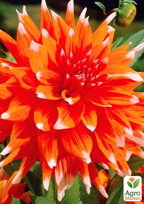 Жоржина Color Spectacle 1шт в упаковці
Жоржина Color Spectacle 1шт в упаковці