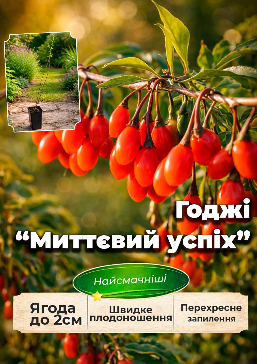 Эксклюзив! Годжи Instant Success (Мгновенный успех) (перекрестное опыление, садить по 2 шт)
Эксклюзив! Годжи Instant Success (Мгновенный успех) (перекрестное опыление, садить по 2 шт)