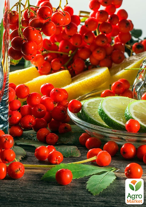 Рябина Красноплодная
Рябина Красноплодная