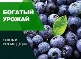 Як підкислити грунт для лохини - корисні статті про садівництво від Agro-Market