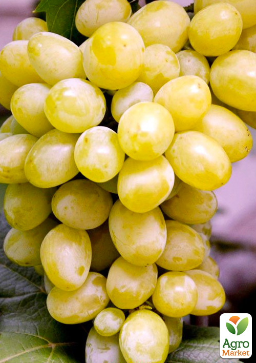 Виноград Бостон (ранний срок созревания, мускат, не растрескивается)
Виноград Бостон (ранний срок созревания, мускат, не растрескивается)