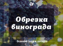 Правила осінньої посадки і обрізки винограду на зиму - Agro-Market