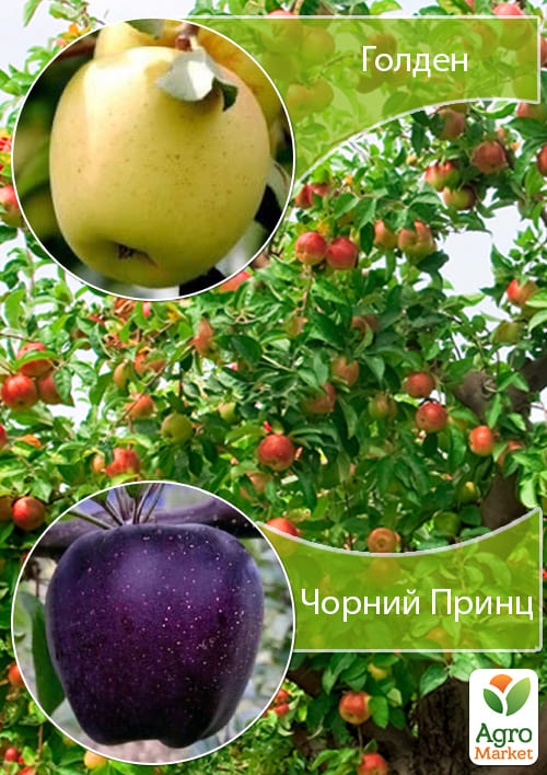 Дерево-сад Яблоня Голден+Черный Принц
Дерево-сад Яблоня Голден+Черный Принц