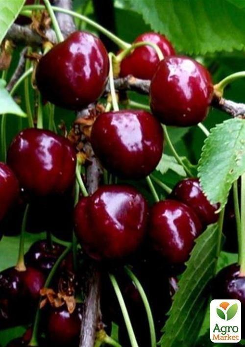 Черешня Талісман (літній сорт, ранній термін дозрівання)
Черешня Талісман (літній сорт, ранній термін дозрівання)