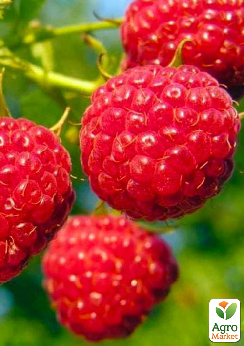 Малина Феномен (середній термін дозрівання, великоплідний, невибагливий сорт) 1-річний саджанець
Малина Феномен (середній термін дозрівання, великоплідний, невибагливий сорт) 1-річний саджанець