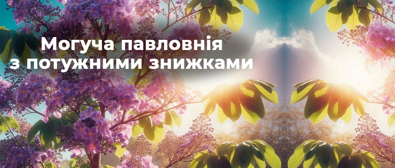 Могуча павловнія з потужними знижками!