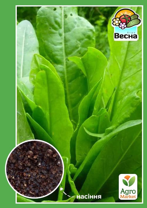 Щавель Одеський 17 (Великий пакет) ТМ Весна 1,5г
Щавель Одеський 17 (Великий пакет) ТМ Весна 1,5г