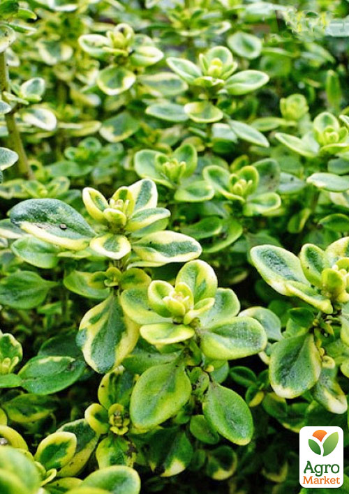 Чебрець Mystic Lemon (ґрунтопокривний, лікарський, широко застосовується в кулінарії)
Чебрець Mystic Lemon (ґрунтопокривний, лікарський, широко застосовується в кулінарії)