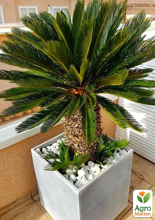 Цикас Revoluta
Цикас Revoluta