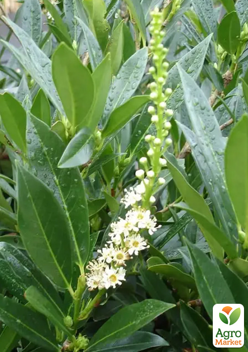 Лавровишня лекарственная Отто Люкен (Prunus laurocerasus Otto Luyken) вазон Р9
Лавровишня лекарственная Отто Люкен (Prunus laurocerasus Otto Luyken) вазон Р9