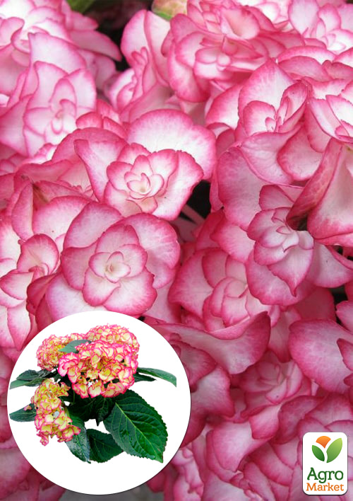 LMTD Гортензия махровая цветущая 2-х летняя Elfy (25-35см)
LMTD Гортензия махровая цветущая 2-х летняя Elfy (25-35см)