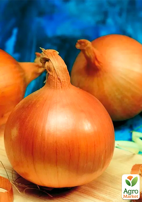 Голландська цибуля-сівок 0.5кг (арбажейка) середньостигла, жовта RINO
Голландська цибуля-сівок 0.5кг (арбажейка) середньостигла, жовта RINO