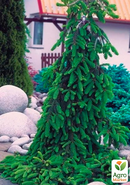 Пихта Вича Pendula (ком/сетка) высота 160-180 см
Пихта Вича Pendula (ком/сетка) высота 160-180 см