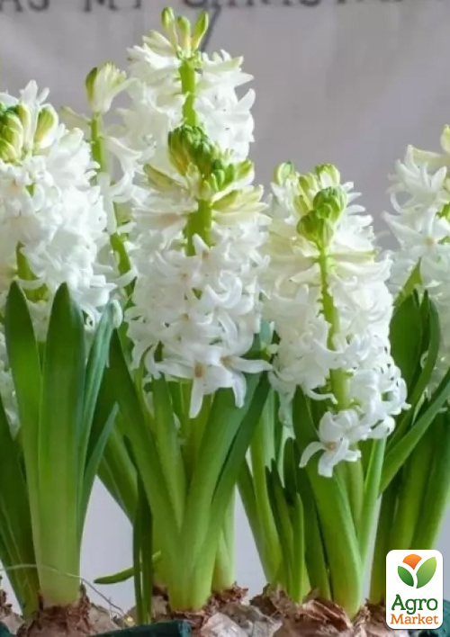 Гіацинт White Pearl
Гіацинт White Pearl